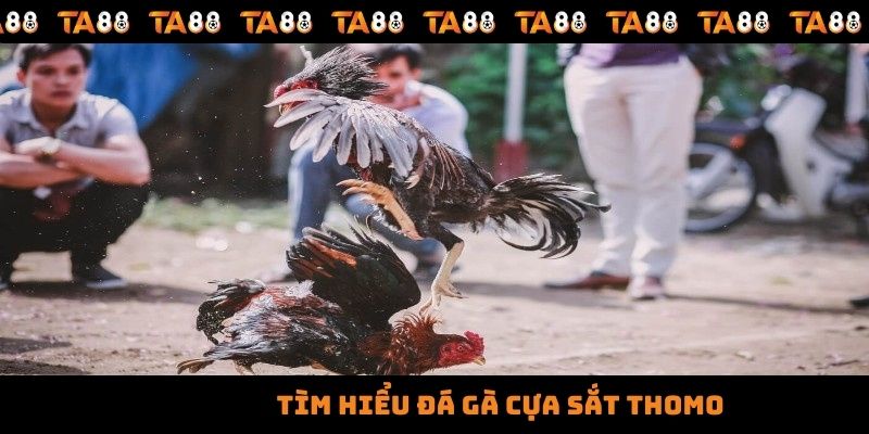 Đá Gà Cựa Sắt Thomo Kịch Tính Với Những Trận Đấu Gay Cấn