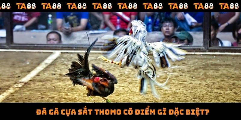 Đá gà cựa sắt Thomo có điểm gì đặc biệt?