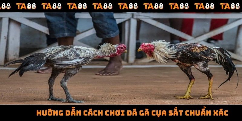 Hướng dẫn cách chơi đá gà cựa sắt chuẩn xác