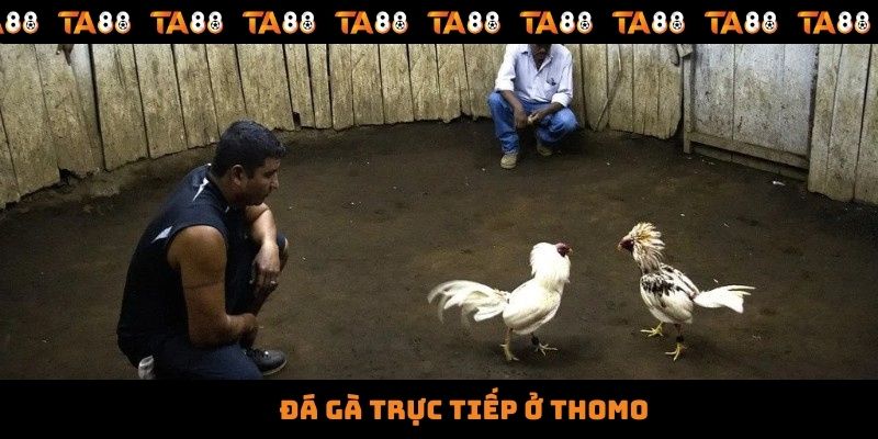 Đá Gà Trực Tiếp Ở Thomo - Trải Nghiệm Trận Đấu Kịch Tính