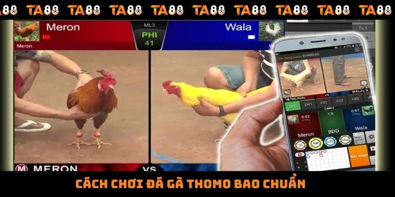 Cách chơi đá gà thomo bao chuẩn