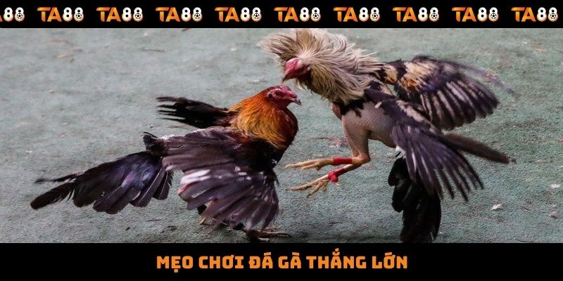 Mẹo chơi đá gà thắng lớn