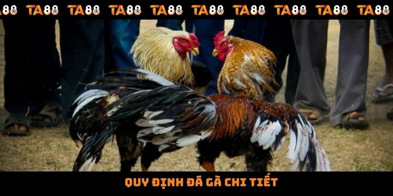 Quy định đá gà chi tiết