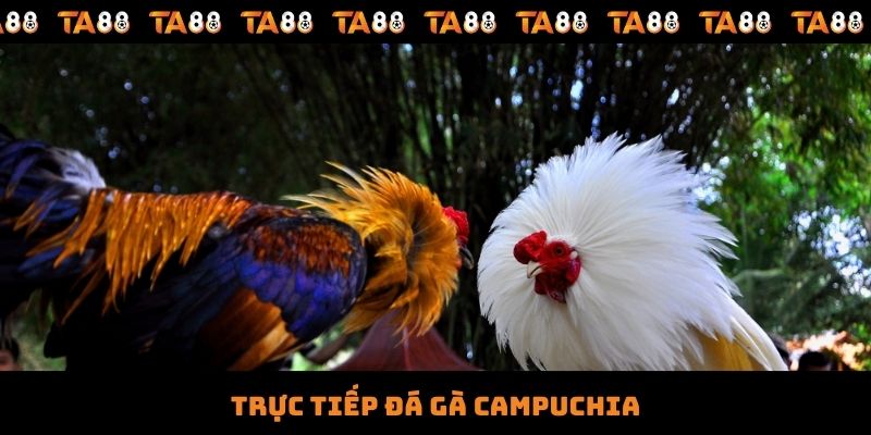 Trực Tiếp Đá Gà Campuchia - Trải Nghiệm Kịch Tính, Gay Cấn